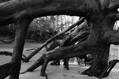 Trees by frozen lake during winter