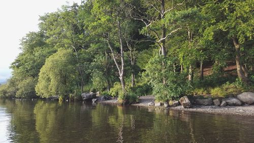 Scenic view of river amidst trees in forest