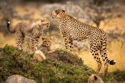 Cheetah family on grassy field 