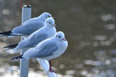 Close-up of seagull