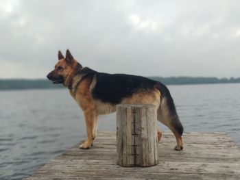 Dog looking away while standing on wood against sky