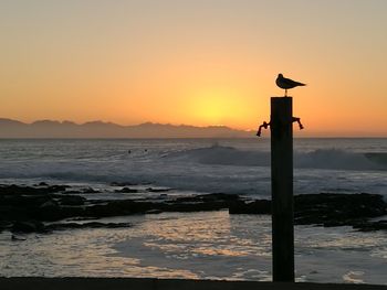 Seagull perching on wooden post in sea during sunset