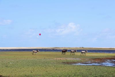 View of horses grazing on field against sky