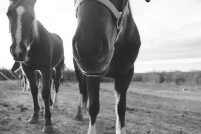 Horses standing in ranch