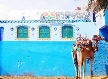 Camel against old building