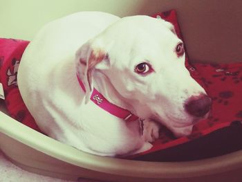 Close-up portrait of dog