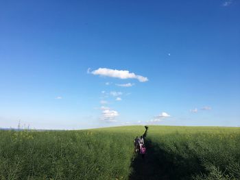 Rear view of woman in field against clear blue sky