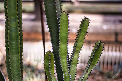 Close-up of succulent plant