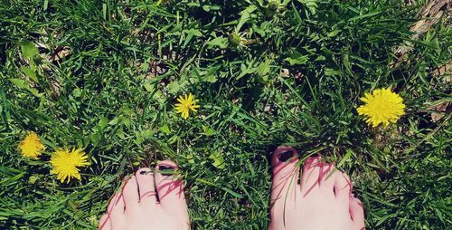 Shadow of woman on yellow flowering plants on field