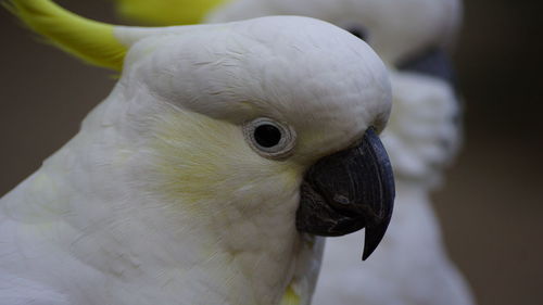 Close-up of a parrot