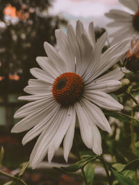 Close-up of white flowering plant