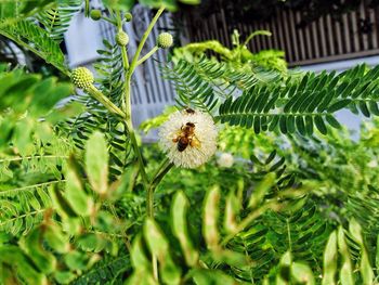 Close-up of insect on plant