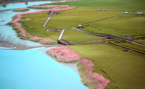 Walkway and meadow at suncheon bay ecological park south korea