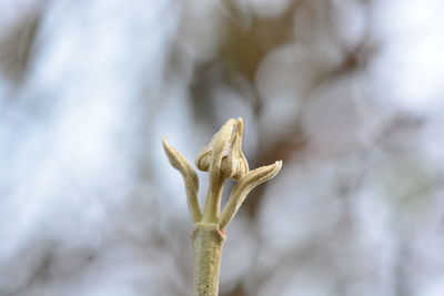 Close-up of dry plant