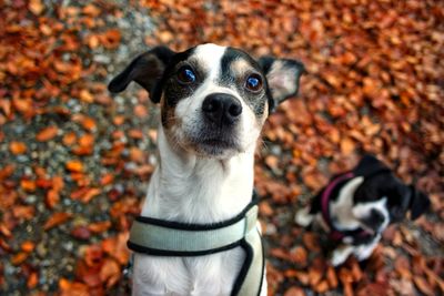 Portrait of a dog