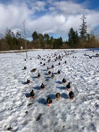 Flock of ducks on snow covered land