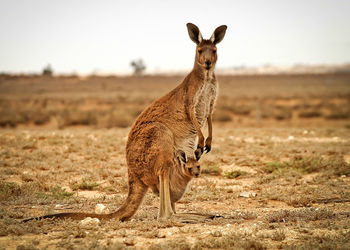 Kangaroo carrying joey on field
