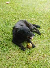 Black dog playing with ball on field