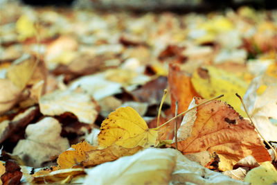 Close-up of leaves in autumn