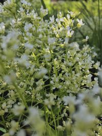 Close-up of flowers blooming outdoors