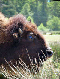 Close-up of lion in grass