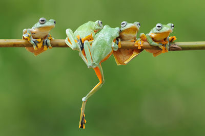 Close-up of frog on plant