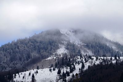 Panoramic view of trees on mountain against sky