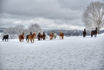 View of horses on snow covered landscape