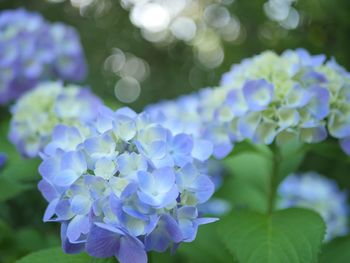 Close-up of blue flowering plant