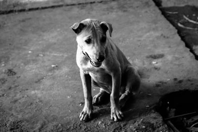 Portrait of weimaraner