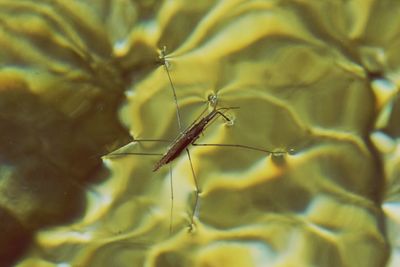 Close-up of insect against blurred background