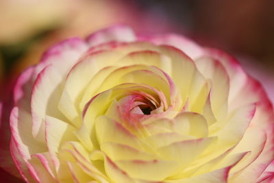 Close-up of pink rose