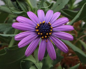 Close-up of purple flower