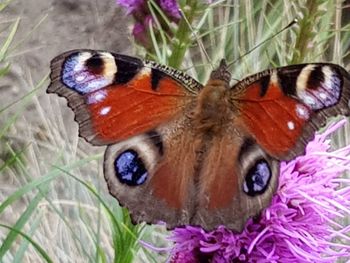 Close-up of butterfly on purple flower