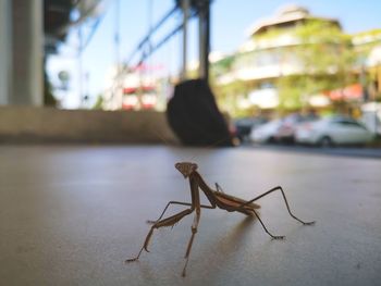 Close-up of insect on car