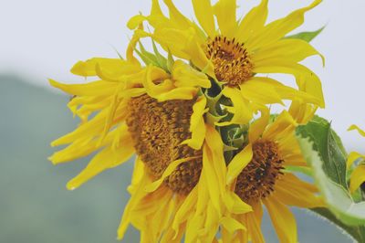 Close-up of yellow flowering plant