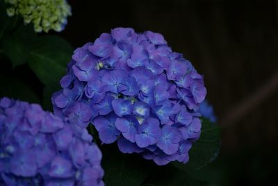 Close-up of purple hydrangea blooming at night