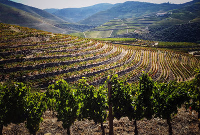 Scenic view of vineyard against mountains