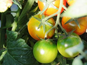 Close-up of oranges growing on plant