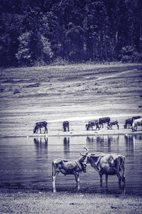 Horses in the sea