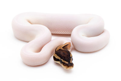 High angle view of snake against white background