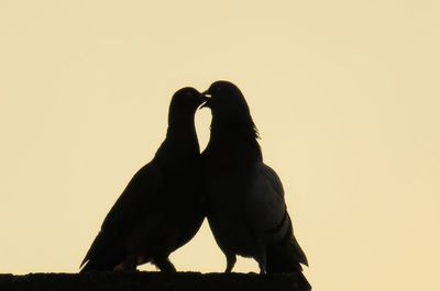 Silhouette bird perching on a rock