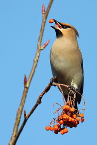 Low angle view of bird perching on branch against sky