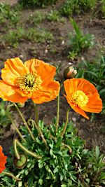 Close-up of marigold blooming on field