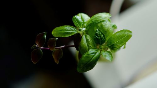 Close-up of leaves in plant