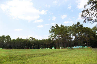 Trees on field against sky