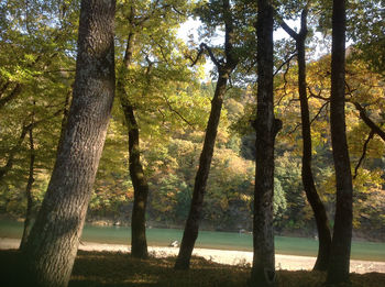 Trees in forest