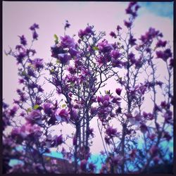 Close-up of pink flowers
