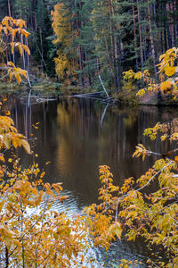 Scenic view of lake in forest during autumn