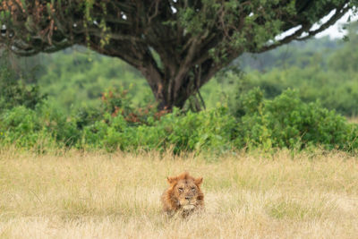 Panoramic landscape with lion, uganda